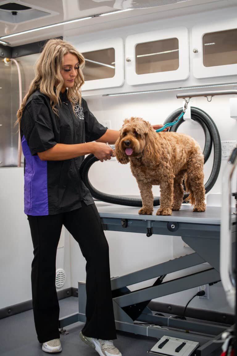 Clean Wag'n Tails mobile salon interior ready for a full day of grooming