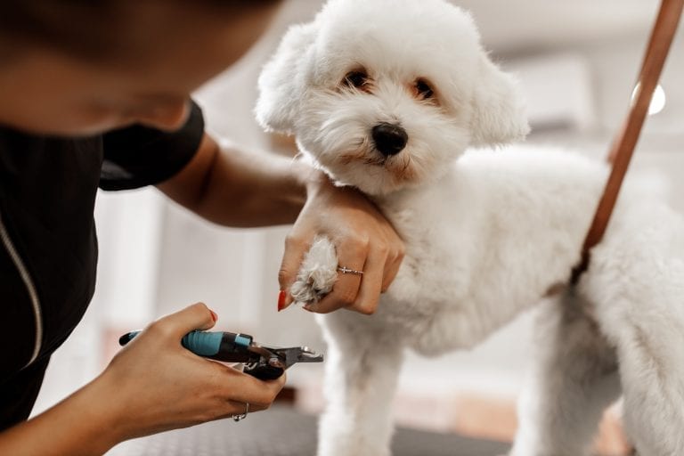 Increased pet grooming at home creates an opportunity for retailers