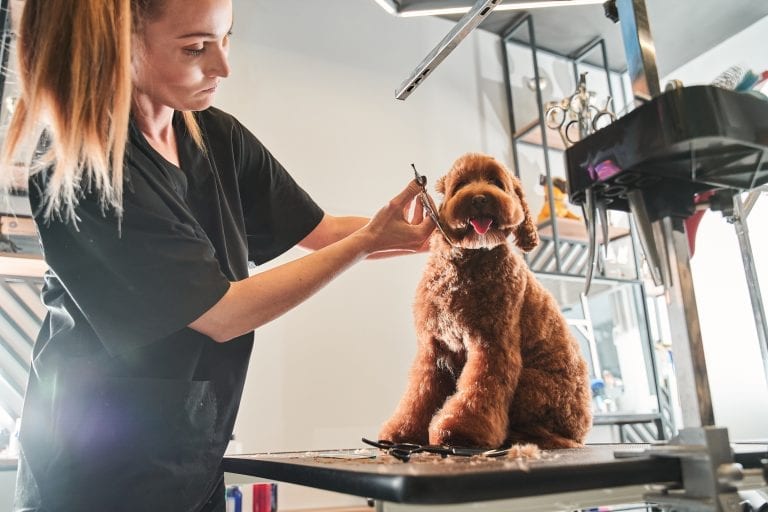 2024 Dog Grooming Prices List