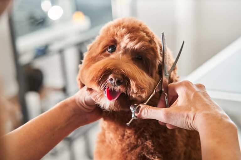 Why Do Pet Parents Use Mobile Grooming?