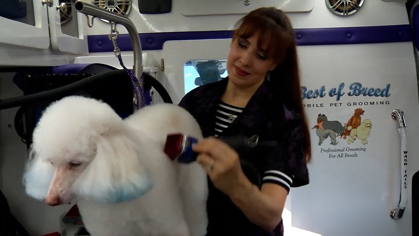 How To Become A Pet Groomer - Wag'n Tails