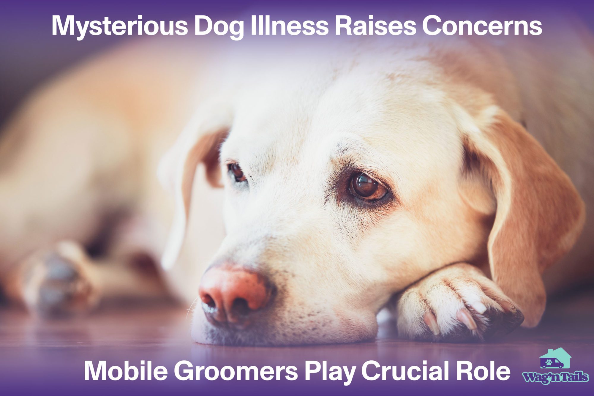 Mysterious Dog Illness Raises Concerns, Mobile Groomers Play Crucial