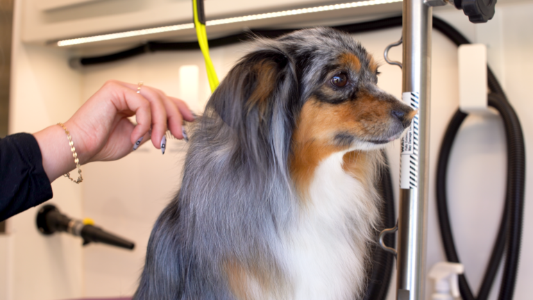 Biggest Mistakes Mobile Groomers Make